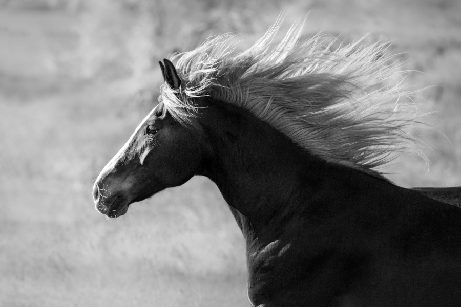 mis colchones con crines de caballo