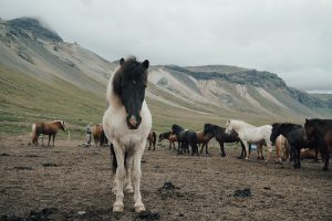 caballos