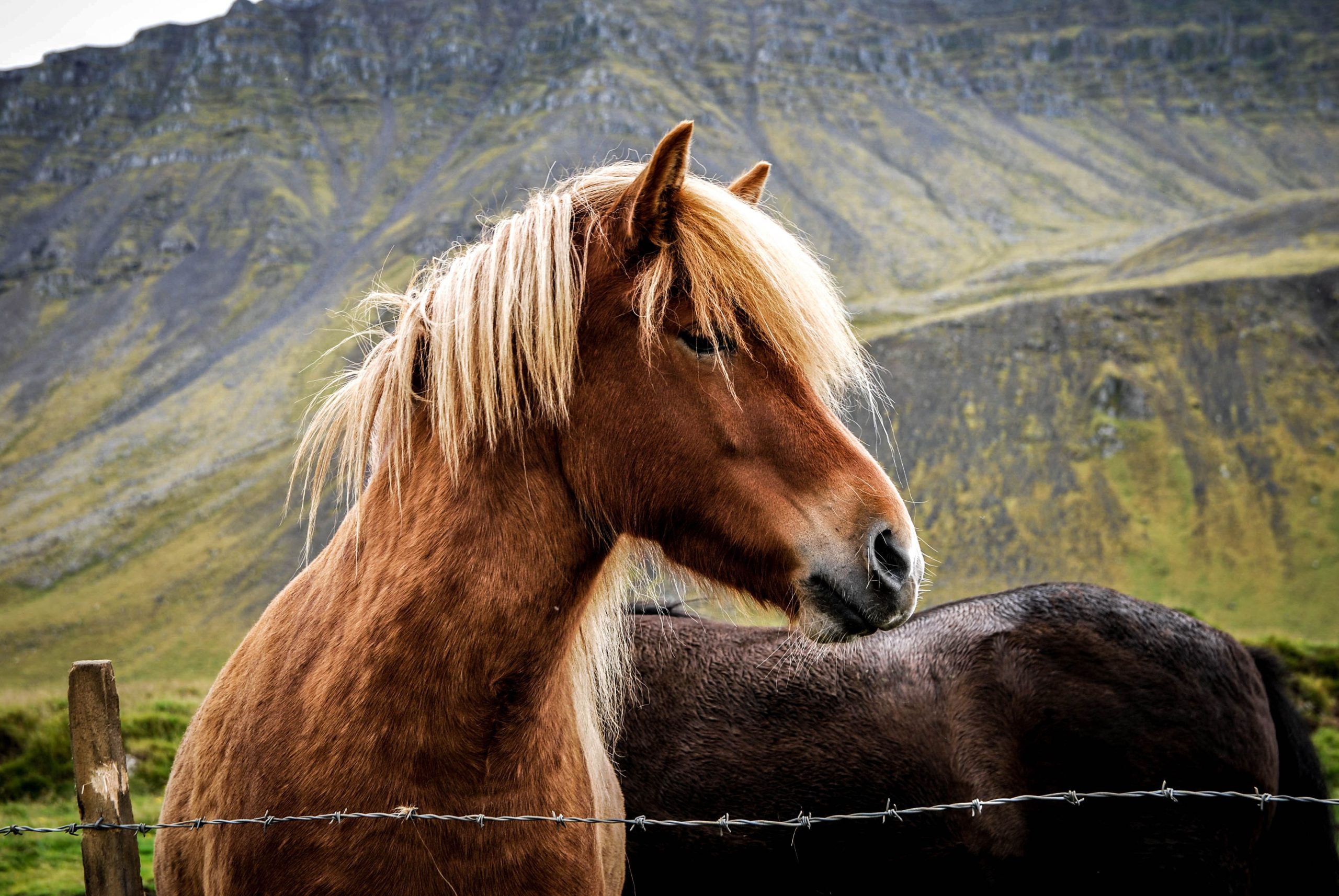 colchón de pelo de caballo