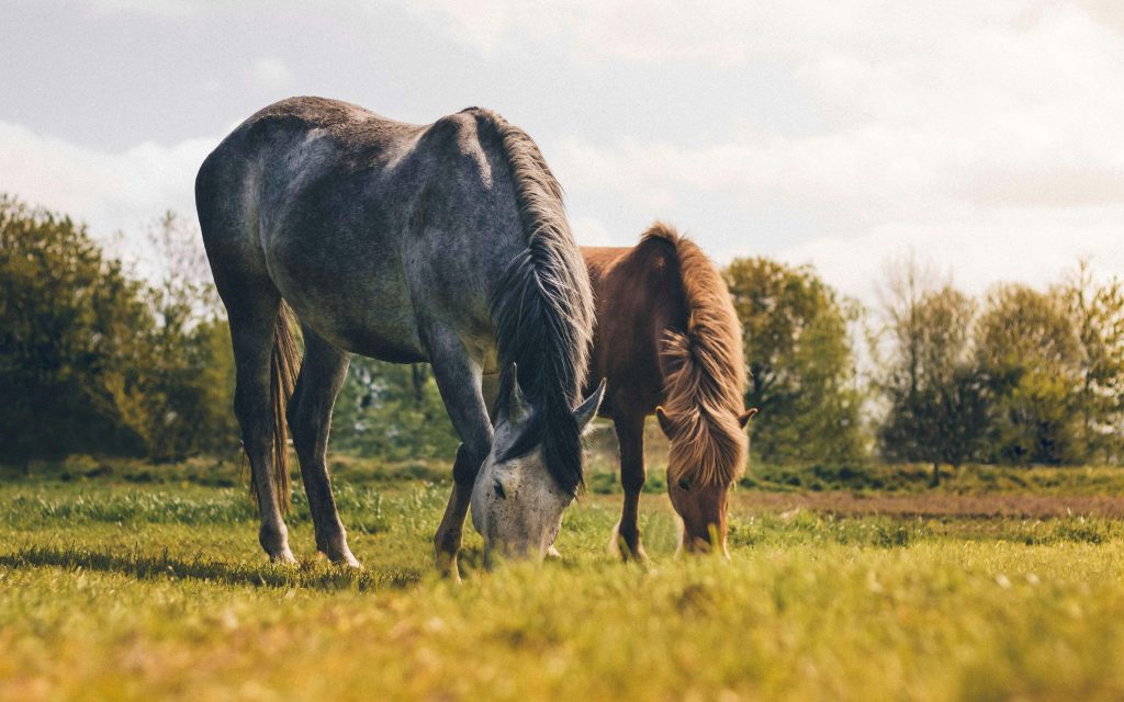 Caballos